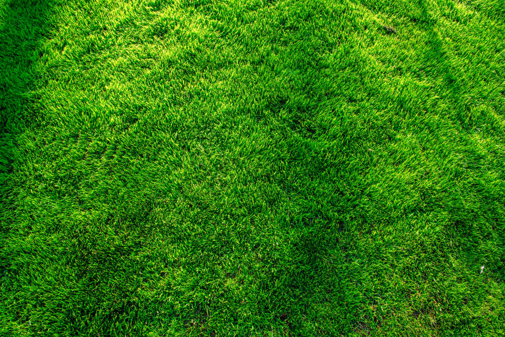 healthy lawn , when to cut grass for a healthy lawn 